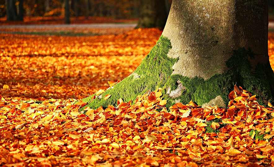 Meditaciones de otoño con las que prepararse para crecer - Árbol
